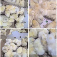 جوجه مرغ یک روزه تخمگذار