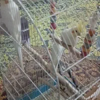 فروش دو جفت عروس هلندی لوتینو خوش نژاد|پرنده|صدرا-فارس, فاز ۱|دیوار