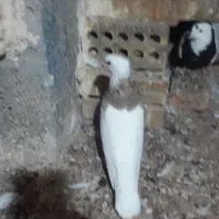 طوقی کارتنی ماده