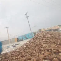 بلوط|لوازم جانبی حیوانات|بهبهان, |دیوار