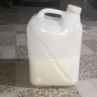 دوغ بز