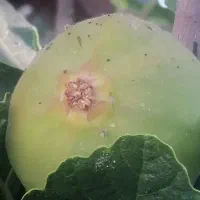 فروش فوری انجیر بر یا کتک