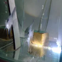 آنجل پرایبا وارداتی جفت مولد|ماهی|مشهد, کاظم آباد پنجشنبه|دیوار