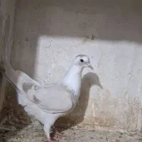 کبوتر مخمل سوسنی ماده ( طوقی شهری پلاکی سینه)