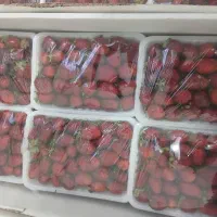 توت فرنگی مصرف خانگی عمده|خوردنی و آشامیدنی|اهواز, کیان اباد|دیوار
