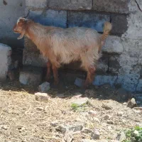 دو عدد بزغاله گوشتی