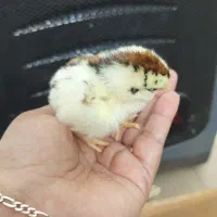 جوجه یک روزه نژاد دار