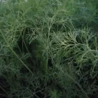 سبزی شوید|خوردنی و آشامیدنی|فاضل آباد, |دیوار