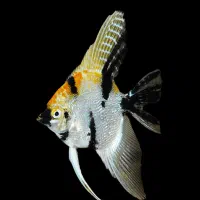 ماهی و تجهیزات و آکواریوم و غذای ماهی|ماهی|اردبیل, |دیوار