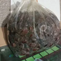 خرمای مرداسنگ