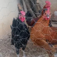 دوتا خروس جوان