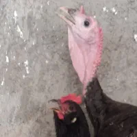 تخم‌نطفه دار از شما