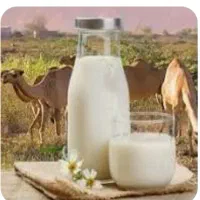 شیر و‌دوغ و قره قروت شتر