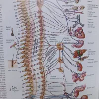 دوره ۸ جلدی دایره المعارف مصور پزشکی سیبا