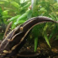 کت فیش گربه ماهی