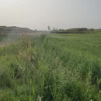 زمین اجاره ای جهت سیب زمینی و چغندر|اجارهٔ دفتر صنعتی، کشاورزی، تجاری|قصرشیرین, |دیوار