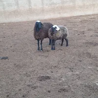 بره ماده وبزغاله