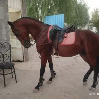 اسب نریان دوسر پنج ساله بدون ایراد|اسب و تجهیزات اسب‌سواری|الوند, |دیوار