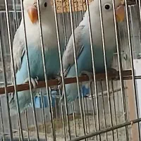 جوجه کوتوله