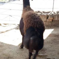 گوسفند