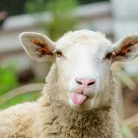 وزن ۲۰ کیلویی به بالا بره نر