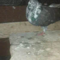 کبوترپرشی|پرنده|املش, |دیوار