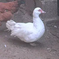 فروش اردک اسراییلی روسی|حیوانات مزرعه|سورک, |دیوار