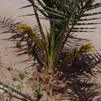 فروش انواع درخت نخل با قیمت مناسب|خدمات باغبانی و درختکاری|آران و بیدگل, |دیوار