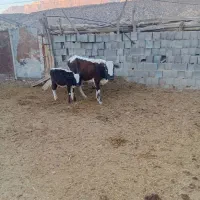 گاوهای جوان|حیوانات مزرعه|قم, تولید دارو و یخچال|دیوار