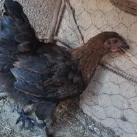 حیوانات|حیوانات مزرعه|دهلران, |دیوار