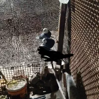 شازده|پرنده|سرپل ذهاب, |دیوار