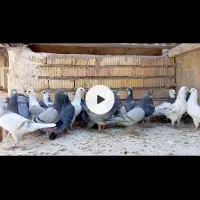 22کفتر پلاکی زرنگ بپسندی همه جوره به شرط