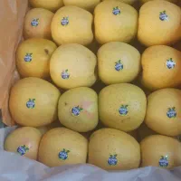 سیب زرد وقرمز مراغه سیب سردخانه خیلی زیبا ودرشت|خوردنی و آشامیدنی|بوکان, |دیوار