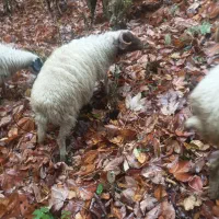 فروش بره‌نر