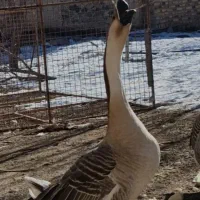 تخم قوغاز چینی