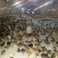 جوجه محلی درجه یک واکسینه