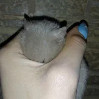 همسترخوشگل|موش و خرگوش|مسجد سلیمان, |دیوار