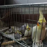 عروس هلندی مولد|پرنده|اصفهان, فردوان|دیوار