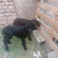 فروش بره شیری