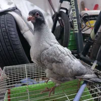 پرنده|پرنده|اسفراین, |دیوار