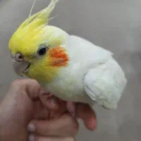 پرنده عروس هلندی نر