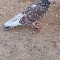 سینه سیاه و ابلاغ|پرنده|فیروزآباد (آذربایجان), |دیوار