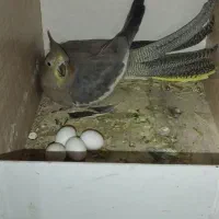 عروس هلندی مولد رو تخم کفتر قناری طوطی|پرنده|کرج, کلاک پایین|دیوار