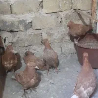 ۶تاجوجه زرد کاکلی و مرغ عشق|پرنده|مشهد, هدایت|دیوار