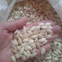 تخمه کدو|حراج|آباده, |دیوار
