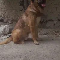 سک سرابی|سگ|اردبیل, |دیوار