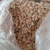 عدس و نخود سفید