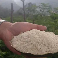 فروش برنج صدری  و طارم هاشمی و هاشمی اقتصادی