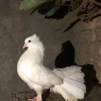 دم چتری