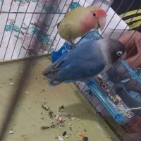 طوطی برزیلی نر و ماده|پرنده|نهاوند, |دیوار